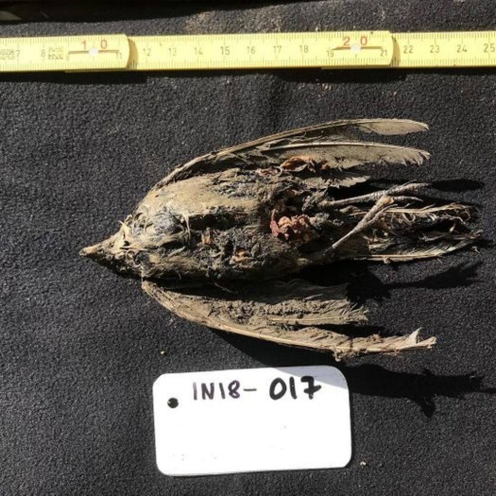 Fosil Burung Dari Zaman Es Ditemukan Membeku Di Siberia