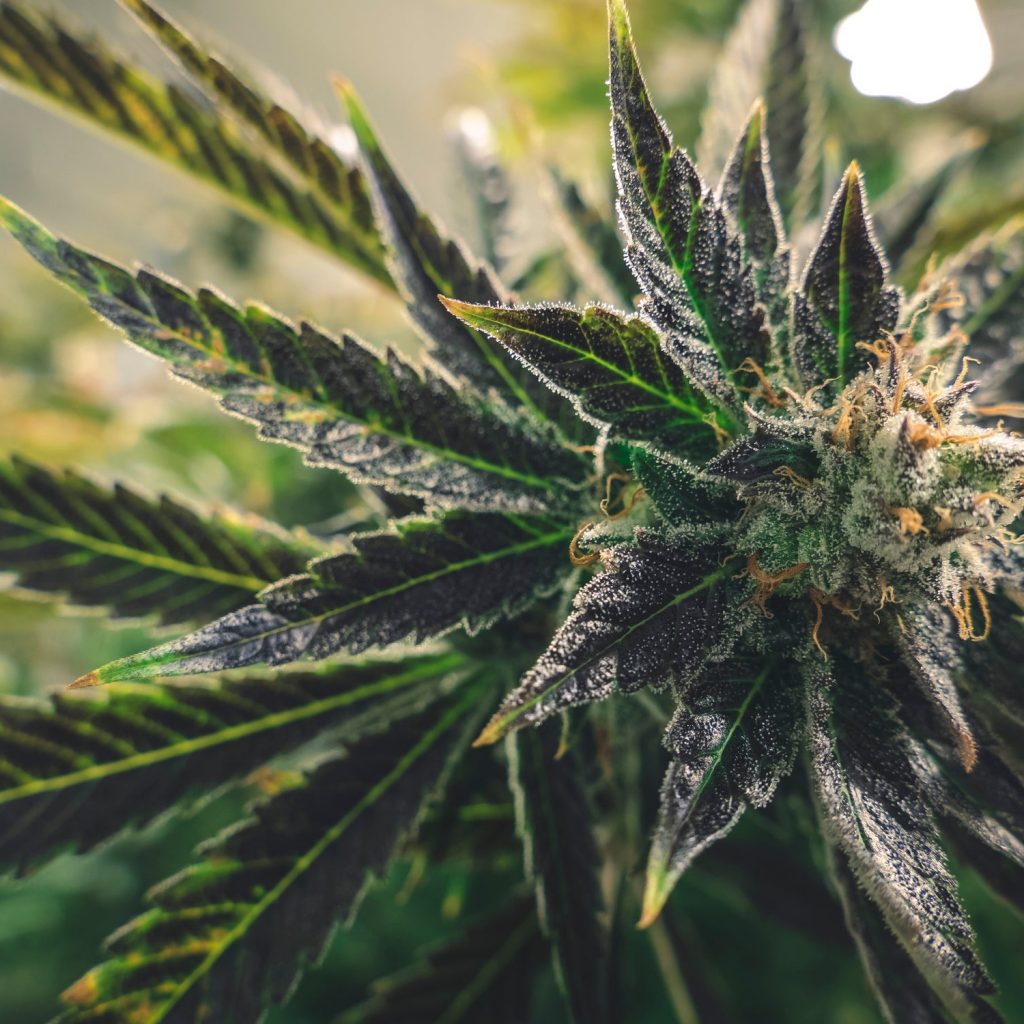 Nepal Usul Legalisasi Ganja Demi Bantu Petani Lewat Partai Komunis