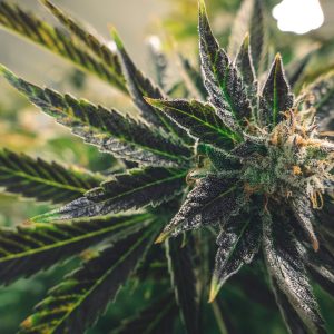 Nepal Usul Legalisasi Ganja Demi Bantu Petani Lewat Partai Komunis