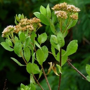 Khasiat Daun Dewa Untuk Pengobatan Alternatif