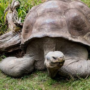 Peneliti TemukanCangkang Kura-kura Seukuran Mobil Di Amerika