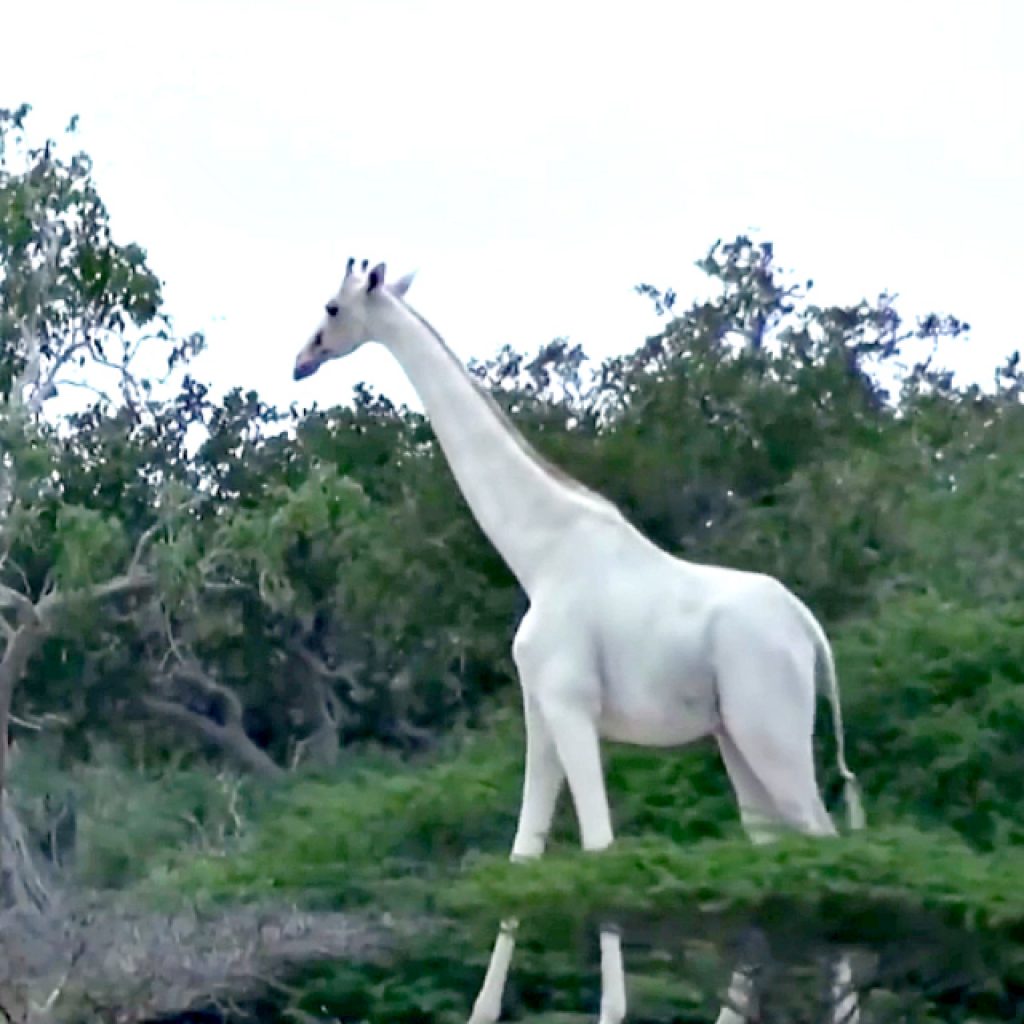 Hewan Terlangka di Bumi Jerapah Putih Mati