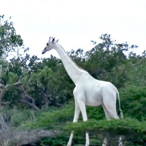 Hewan Terlangka di Bumi Jerapah Putih Mati