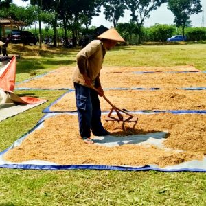 Manfaatkan Lapangan, Pak Soleh Jemur Padi