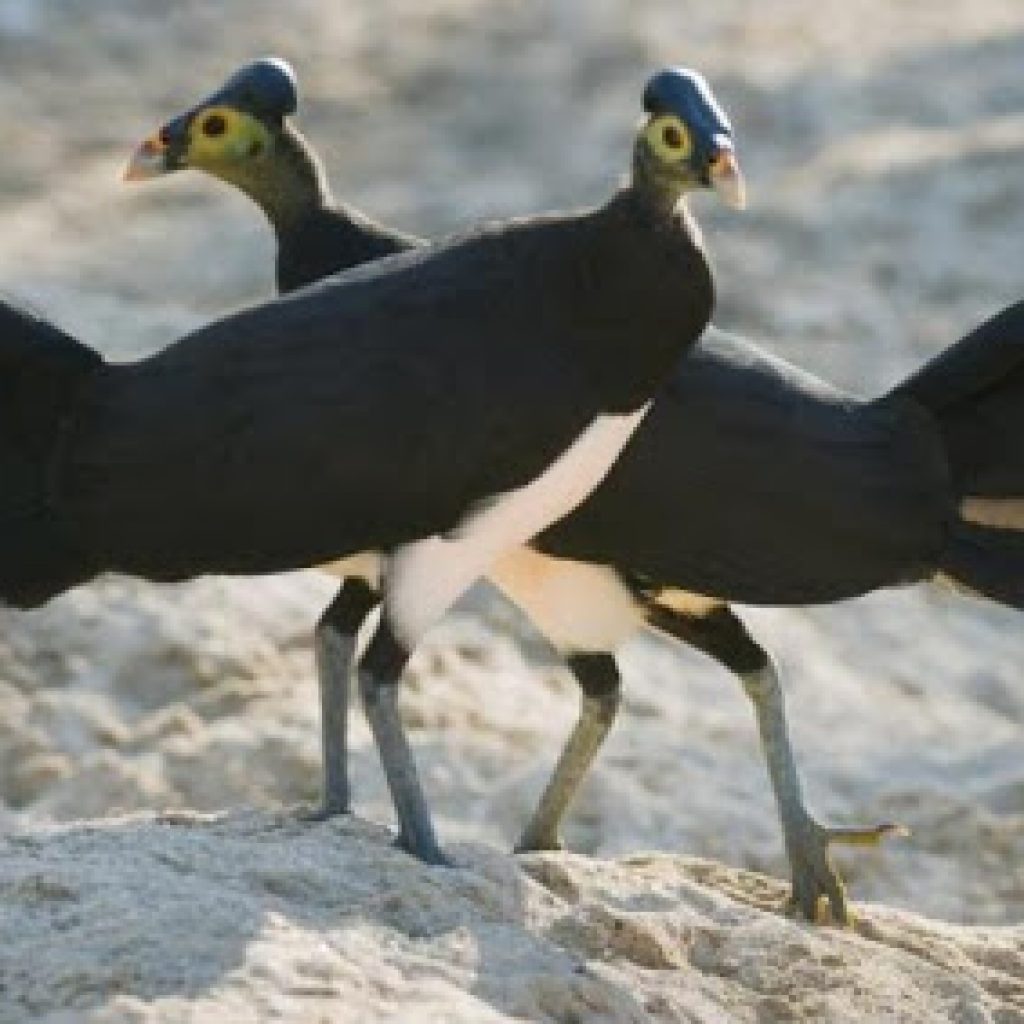 Fosil Burung Modern Tertua di Bumi,Di Temukan Ilmuwan