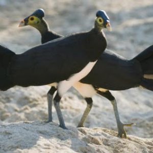 Fosil Burung Modern Tertua di Bumi,Di Temukan Ilmuwan