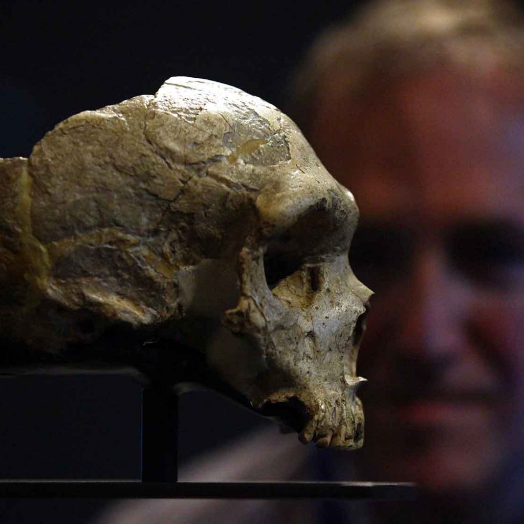Ilmuwan Temukan Homo antecessor, Lebih Tua dari Homo Sapiens