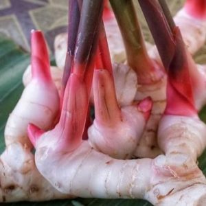 Ayo Mengenal 12 Manfaat Lengkuas untuk Kesehatan Kita