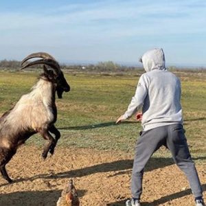 Khabib Lawan Beruang,Zabit Lawan Kambing Selama Corona