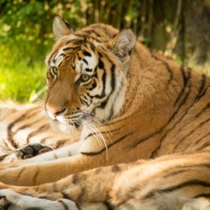 Seekor Harimau Di Kebun Binatang Amerika Serikat Positif Corona