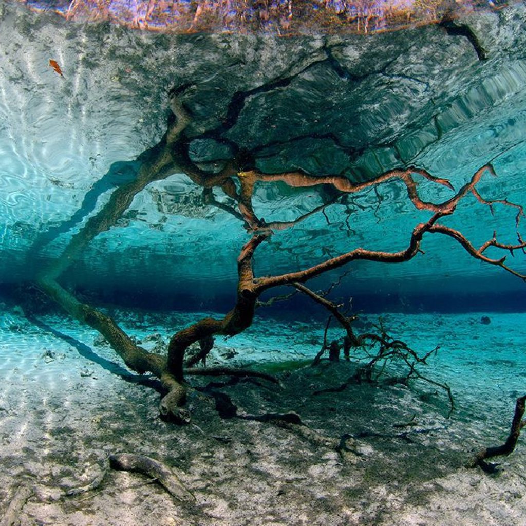 Jejak Hutan Hujan Kuno Antartika Di Temukan Peneliti