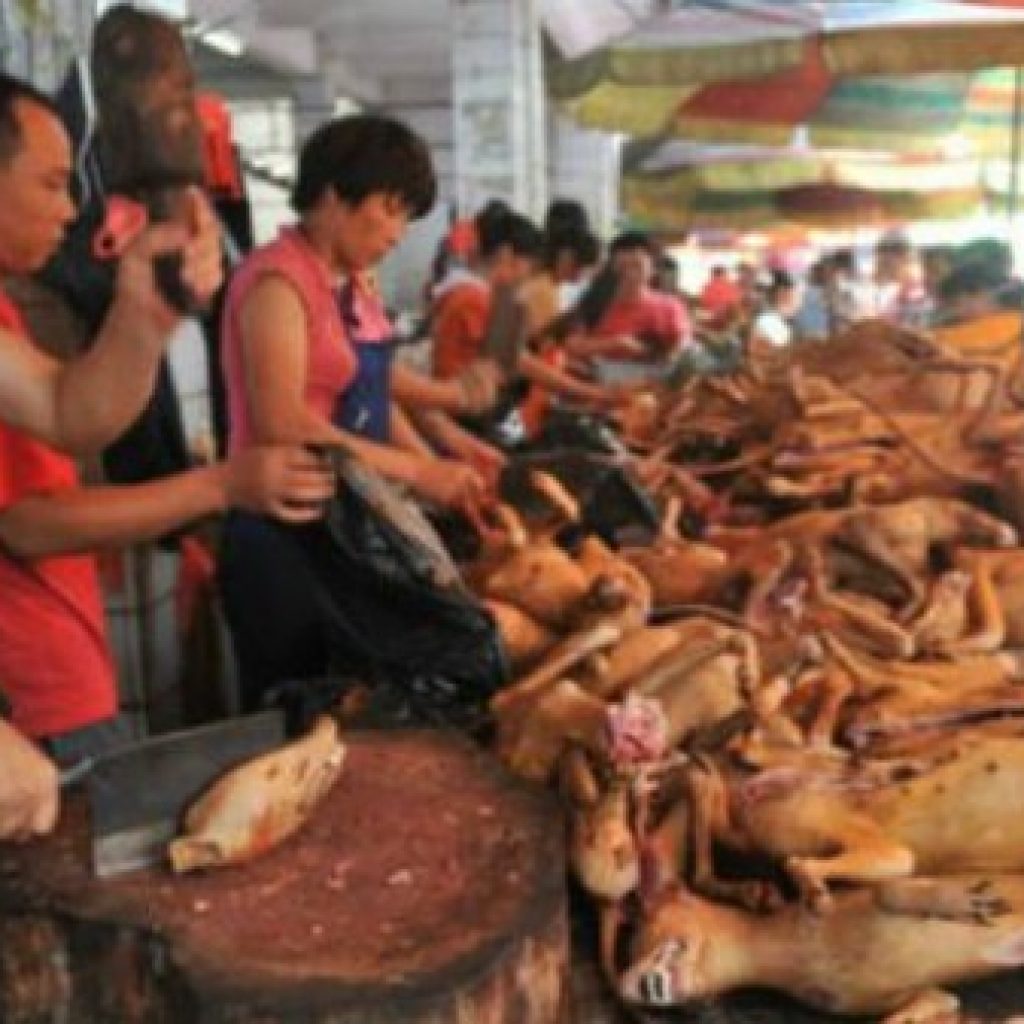 Kota Shenzhen Pertama Di China Yang Larang Santap Daging Anjing Dan Kucing