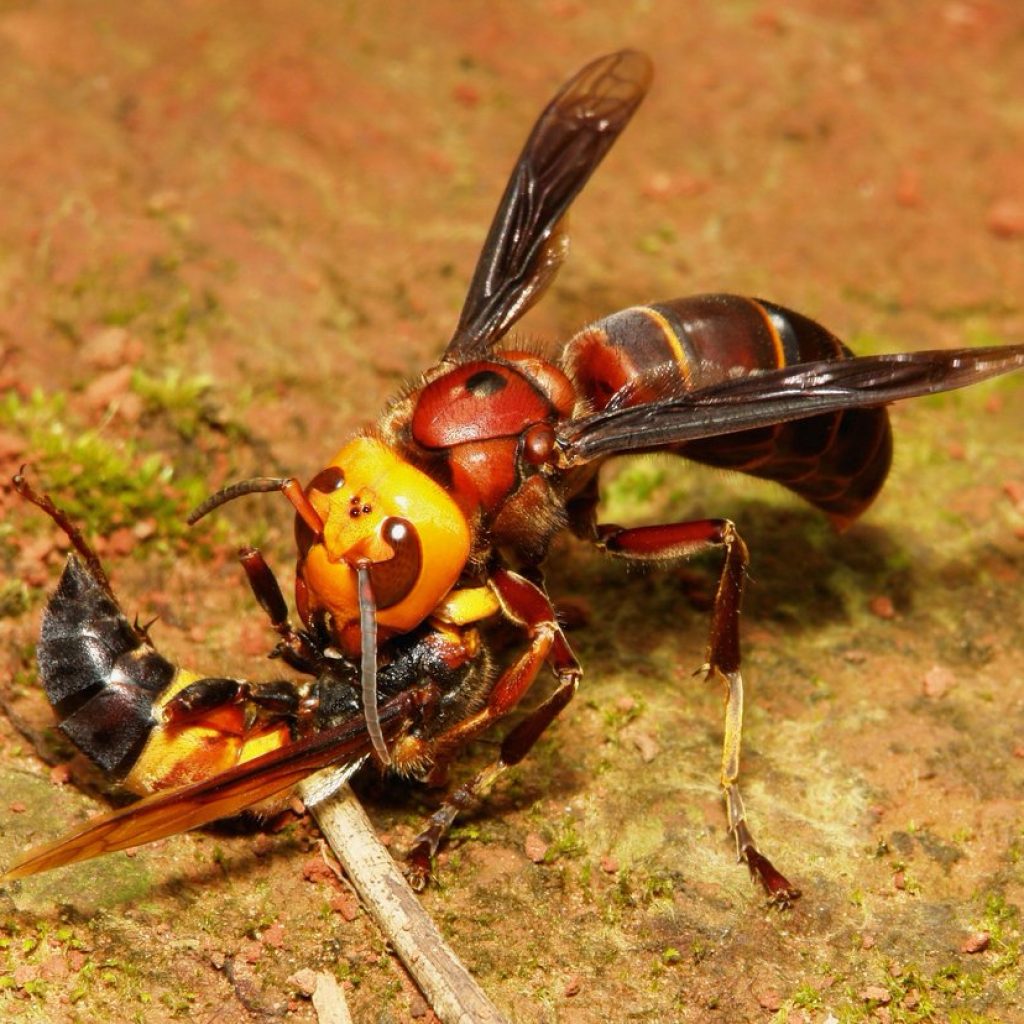 Lebah Pembunuh Asia Migrasi Ke Amerika Serikat