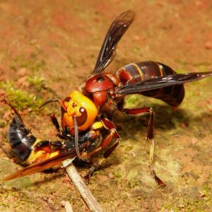 Lebah Pembunuh Asia Migrasi Ke Amerika Serikat