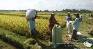 Jaga Ketersediaan Pangan Ditengah Pandemi, Petani Padi di Kecamatan BP Bangsa Raja Panen Raya
