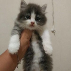 Anak Dicakar Kucing? Atasi dengan Cara Ini Agar Tidak Infeksi