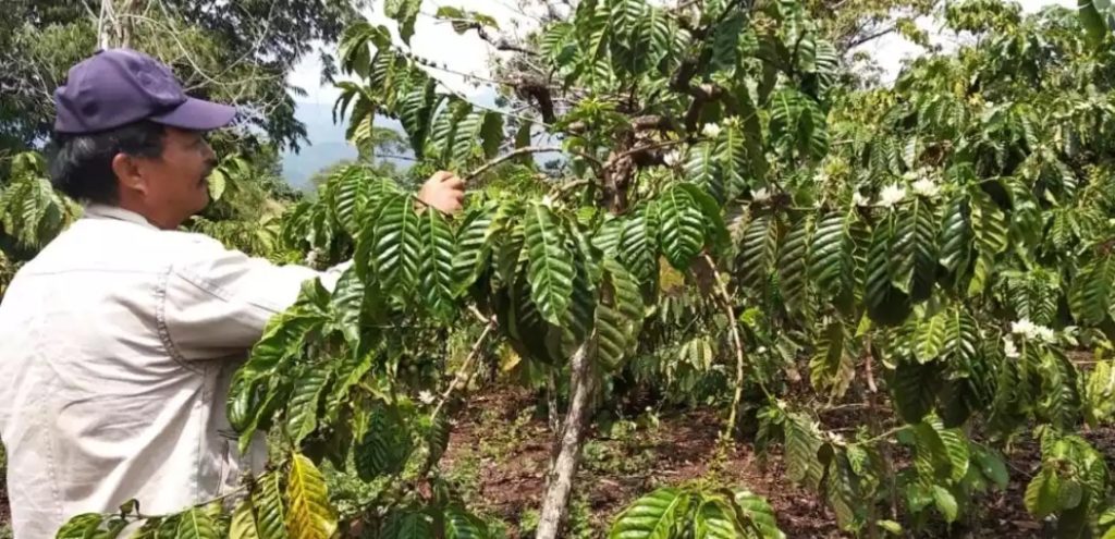 Permintaan Pasar Menurun Harga Jual Kopi Muara Enim Anjlok