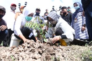 Wawako Palembang Tanam Pohon Di Wisata Bungalow Pulau Kemaro
