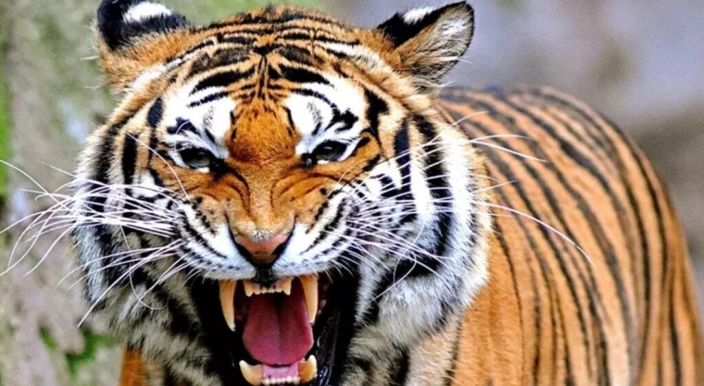 Tanjung Lalang Dihebohkan Suara Raungan Harimau