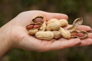 Yuk Kenali Alergi Kacang Dari Penyebab, Gejala dan, Pengobatannya