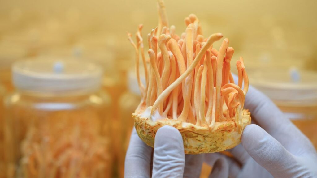 Ini 4 Manfaat Cordyceps Militaris, Jamur yang Berkhasiat bagi Kesehatan Terutama untuk Pernapasan