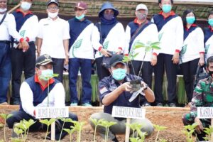 Selain Lumbung  Beras, Herman Deru Dorong Banyuasin Jadi Sentra Porang