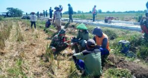 Jalan Utama Diperbaiki, Warga Sementara Manfaatkan Jalan Pematang Sawah