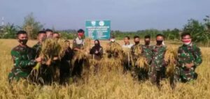 Bantu Jaga Ketahanan Pangan, Kodim 0405 Lahat Lakukan Panen Padi