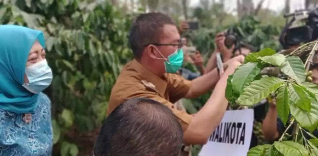 Walikota Pagaralam Lakukan Stek Perdana Kopi Di tahun 2020