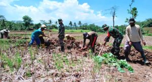 Satgas TMMD Turun ke Sawah Bantu Warga Panen Kacang Tanah