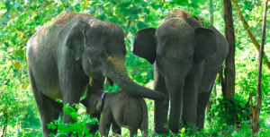 WWF : Satwa Liar Dalam ‘bencana penurunan’ Akibat Kerusakan Manusia