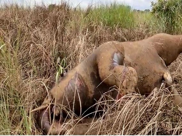 Otoritas Botswana Mengidentifikasi Penyebab Kematian Gajah Misterius