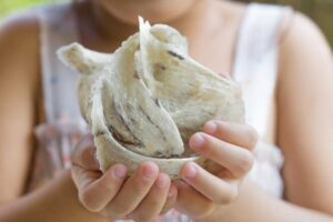 Sarang Burung Walet Serta 7 Kebaikan Buat Kesehatan Yang Tak Boleh Dilewatkan