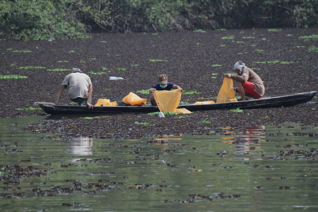 Bareng Warga, Beni Hernedi Bersih-Bersih Gulma Di Danau Siarak