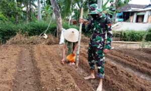 Satgas TMMD Bantu Warga Tanam Timun