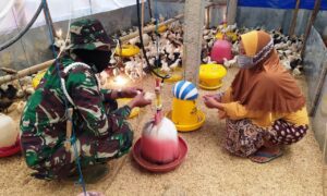 Satgas TMMD Manfaatkan Waktu Istirahat untuk Belajar Ternak Ayam Joper