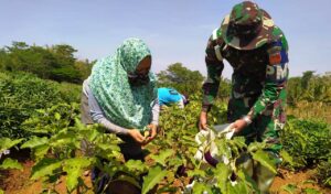 Dengan Dibantu Satgas Tmmd Reg-109 Petani Terong Ungu Lebih Sejahtera