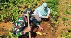 Prada Ulil, Anggota Satgas TMMD REG 109 Bantu Warga Panen Ubi Jalar