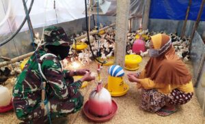 Personil Satgas TMMD Ajarkan Kebersihan Kandang