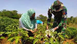Dengan Dibantu Satgas TMMD Reg-109 Petani Terong Ungu Lebih Sejahtera