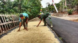 Satgas TMMD Bantu Warga “Ngrumat” Gabah