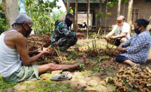 Manfaatkan Waktu Luang Satgas TMMD Reg-109 Membantu Warga Panen Lengkuas