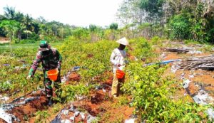 Anggota Satgas TMMD Bantu Petani Panen Cabai di Sawah