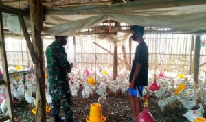 Anggota Satgas TMMD Bantu Warga Memberi Pakan Ternak Ayam