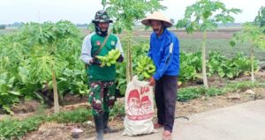 Bangga Bisa Suguhkan Pisang Untuk Tentara