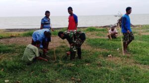 TNI Pelopori Perawatan Pohon Cemara Pantai Pening