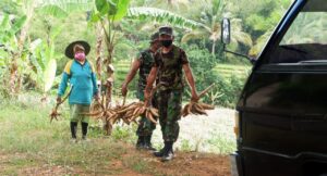 Satgas TMMD Bantu Ibu Suharti Panen Singkong