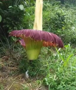 Warga Lahat Dikejutkan Penemuan Bunga Bangkai