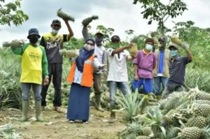Perekonomian Petani Nanas Di Muara Enim Mulai Membaik