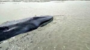 Seekor Paus Terdampar di Pesisir Sungai OKI, BKSDA Berusaha Merilisnya